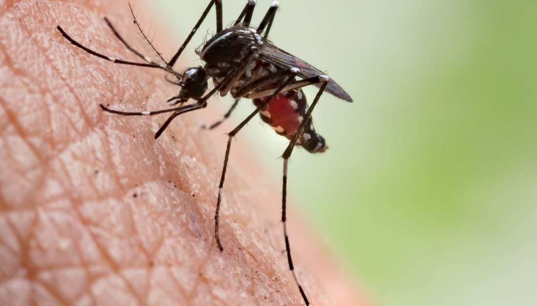 комариный укус