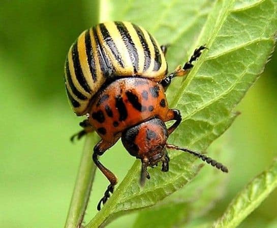 Определить жука по фото онлайн