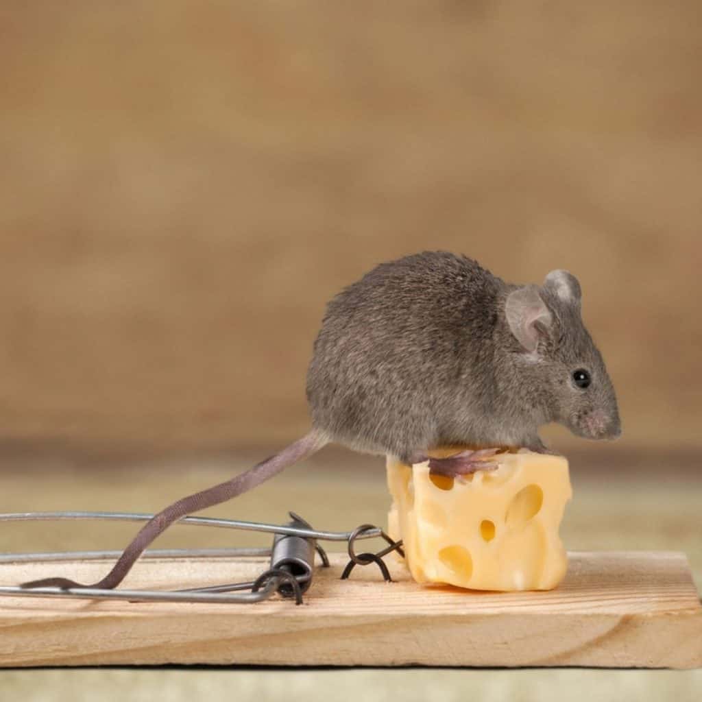 Домашние мыши