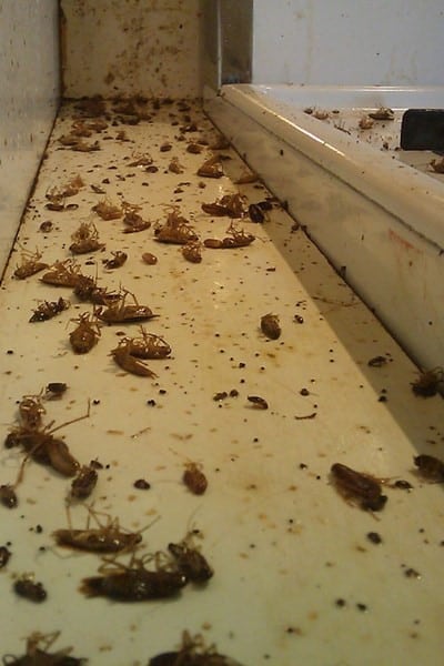 тараканы в подвале