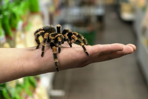 домашний паук на руке