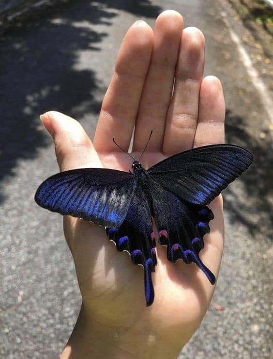 синяя бабочка на руке