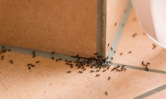 муравьи на полу из плитки
