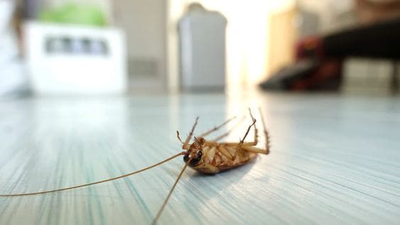 дохлый таракан на полу